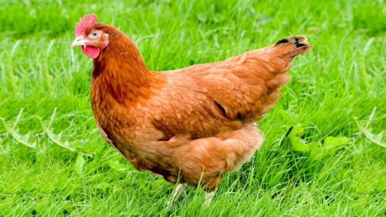 Chicken🐔 screenshot