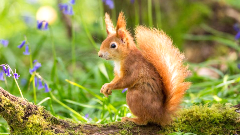 Squirrel🐿️ screenshot