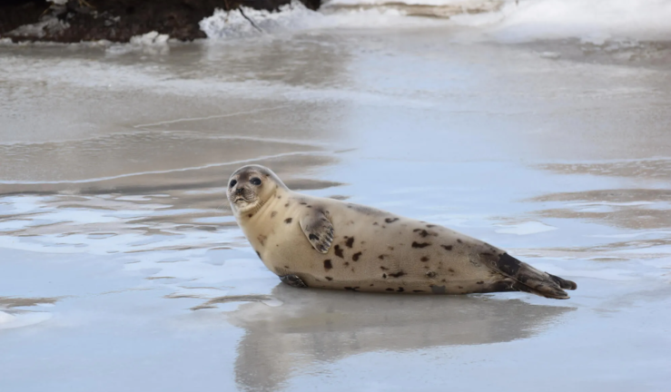 Seally! 🦭 [2 player obby] screenshot